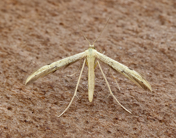 45.043 BF1517 Hemp-agrimony Plume Adaina microdactyla
