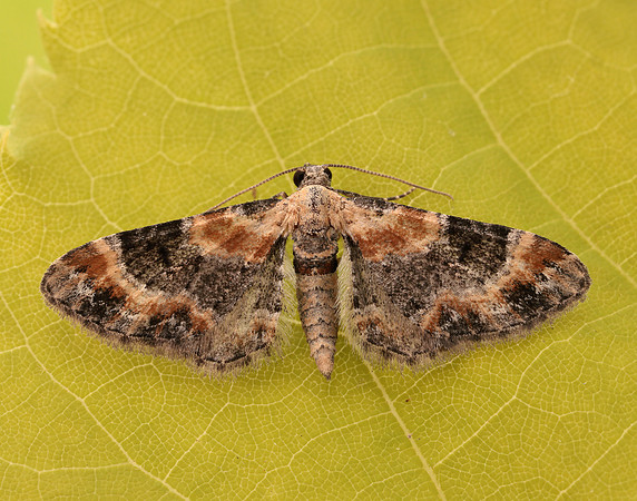70.150 BF1816 Toadflax Pug Eupithecia linariata