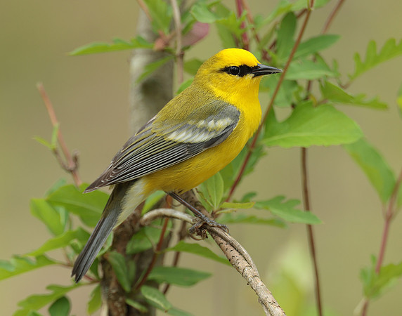 Blue-winged Warbler Vermivora cyanoptera