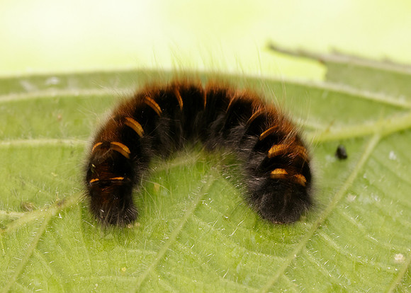 66.008 BF1638 Fox Moth Macrothylacia rubi