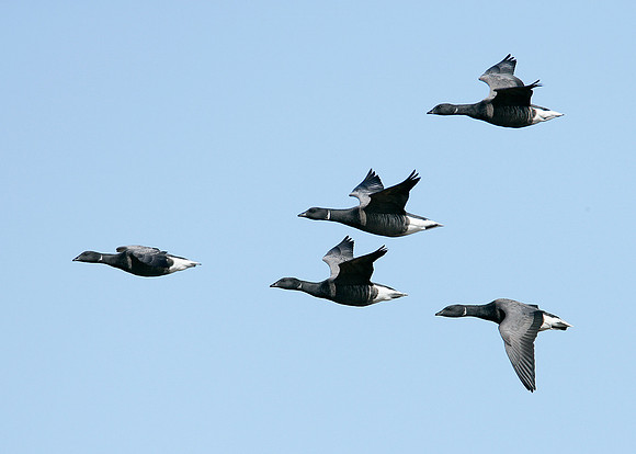 Brent Goose Branta bernicla