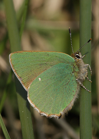 Green Hairstreak Callophrys rubi