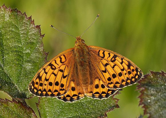Dark Green fritillary Argynnis aglaja