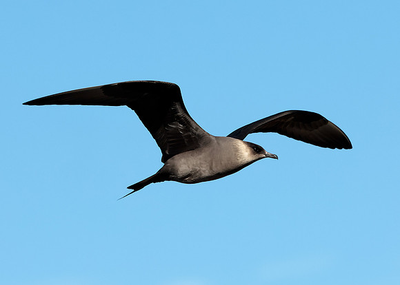 Arctic Skua Stercorarius parasiticus