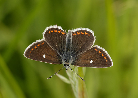 Northern Brown Argus Aricia artaxerxes artaxerxes