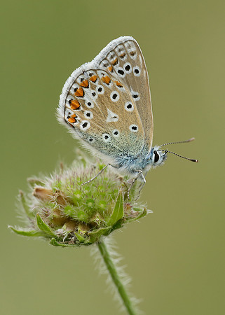 Common Blue Polyommatus icarus