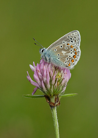 Common Blue Polyommatus icarus