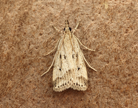 63.075 BF1336 Eudonia pallida