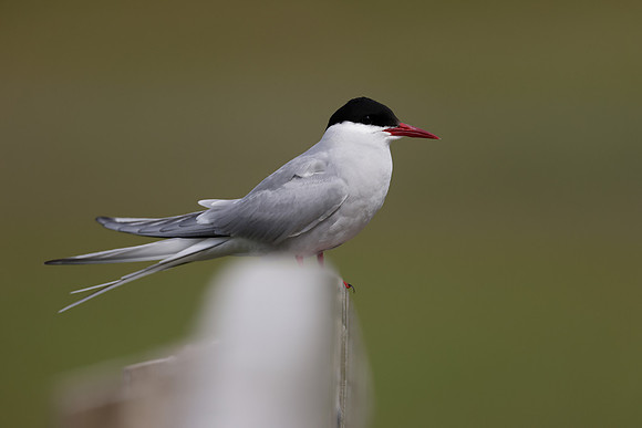 Arctic Tern Sterna paradisaea