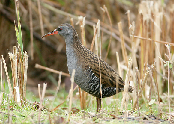 Water Rail Rallus aquaticus