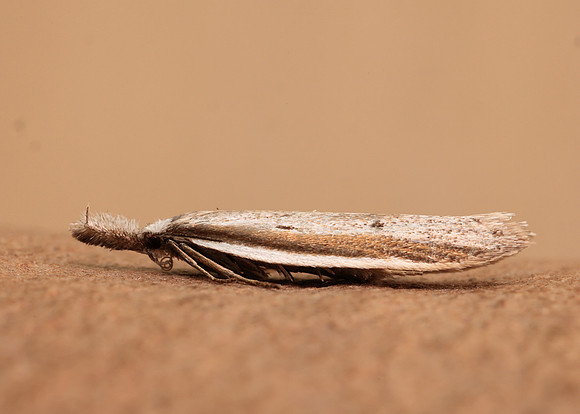 28.025 BF654 Pleurota bicostella