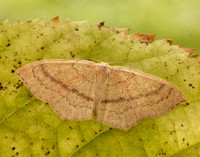 70.037 BF1681 Clay Triple-lines Cyclophora linearia