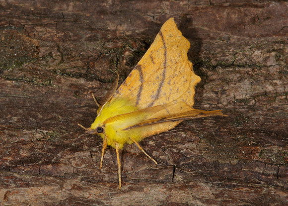 70.234 BF1913 Canary-shouldered Thorn Ennomos alniaria