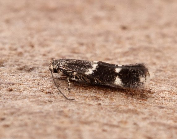 38.047 BF631 Elachista freyerella