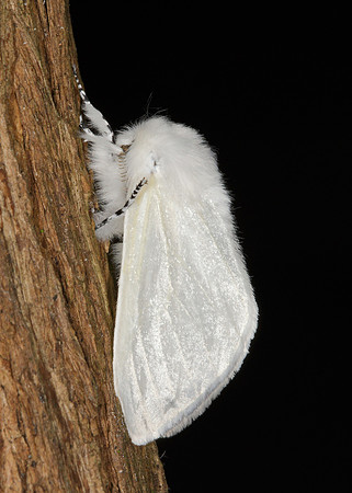 72.009 BF2031 White Satin Leucoma salicis