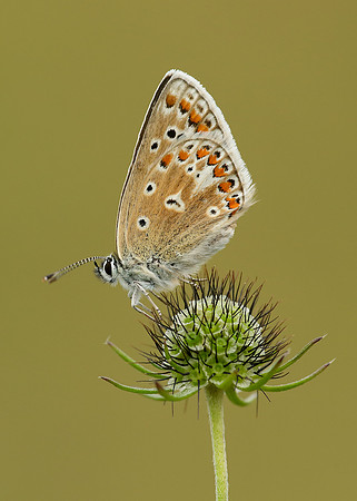 Common Blue Polyommatus icarus