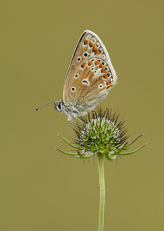 Common Blue Polyommatus icarus