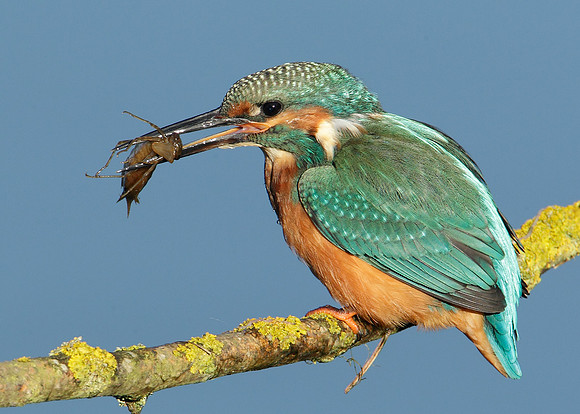 Kingfisher Alcedo atthis