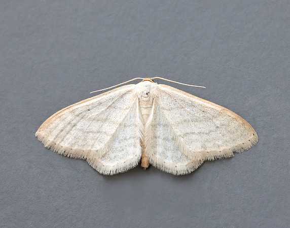 70.009 BF1709 Satin Wave Idaea subsericeata