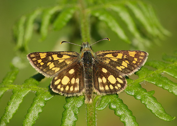 Chequered Skipper Carterocephalus palaemon