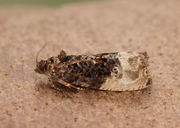 49.156 BF1083 Marbled Orchard Tortrix Hedya nubiferana