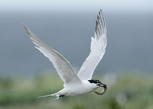Sandwich Tern Sterna sandvicensis
