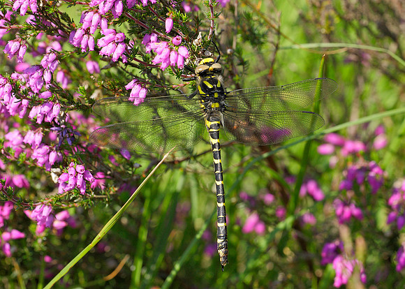 Golden-ringed Dragonfly Cordulegaster boltonii