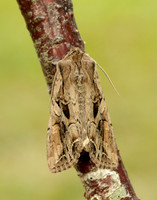 73.266 BF2159 Dog's Tooth Lacanobia suasa