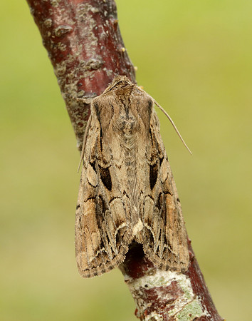 73.266 BF2159 Dog's Tooth Lacanobia suasa