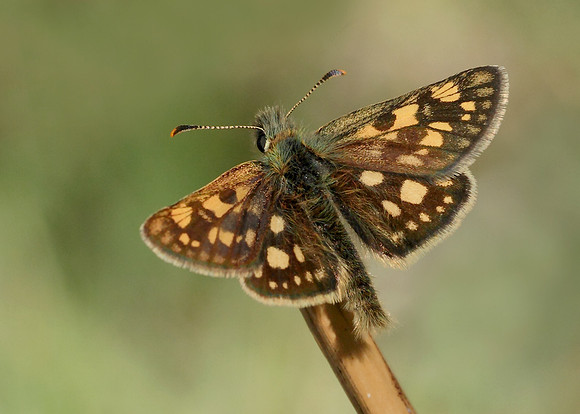 Chequered Skipper Carterocephalus palaemon