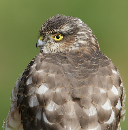Sparrowhawk Accipiter nisus