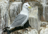 Kittiwake Rissa tridactyla