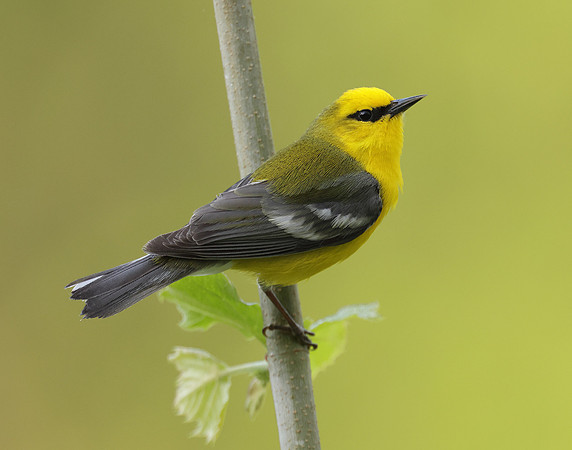 Blue-winged Warbler Vermivora cyanoptera