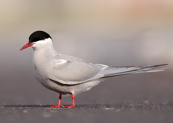 Arctic Tern Sterna paradisaea