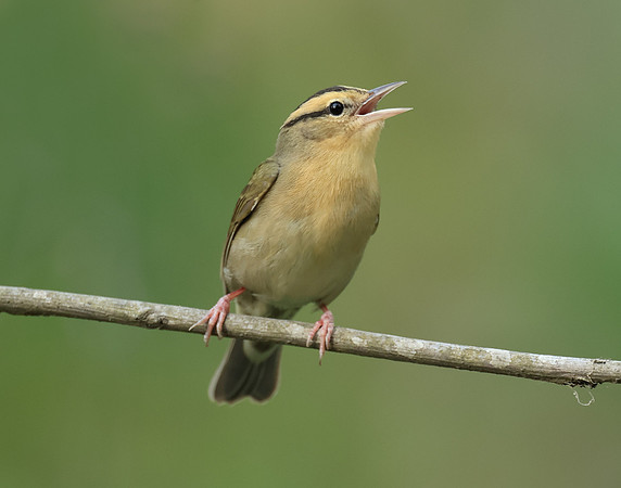 Worm-eating Warbler Helmitheros vermivorum
