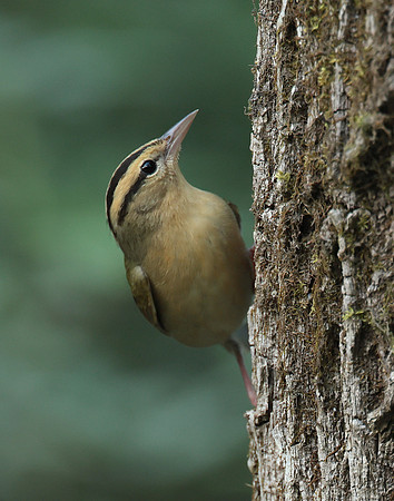 Worm-eating Warbler Helmitheros vermivorum