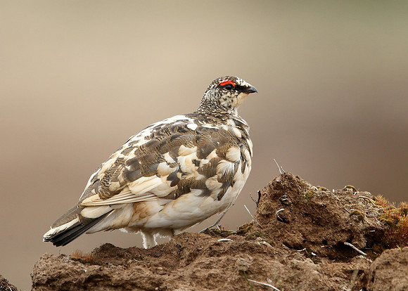 Ptarmigan Lagopus mutus