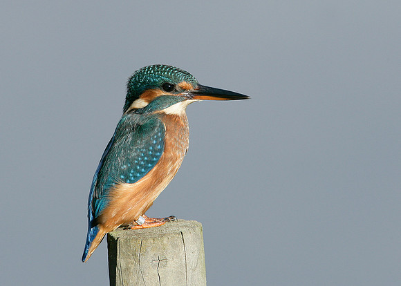 Kingfisher Alcedo atthis