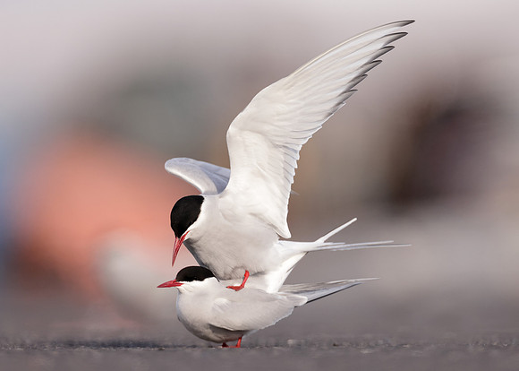 Arctic Tern Sterna paradisaea