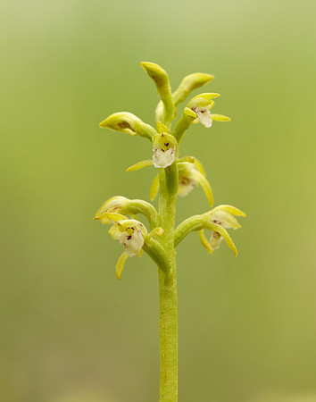 Coralroot Orchid Corallorhiza trifida