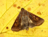 73.076 BF2400 Scarce Bordered Straw Helicoverpa armigera