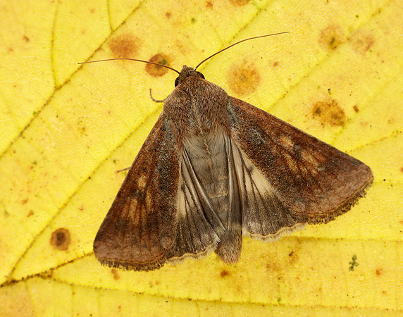 73.076 BF2400 Scarce Bordered Straw Helicoverpa armigera