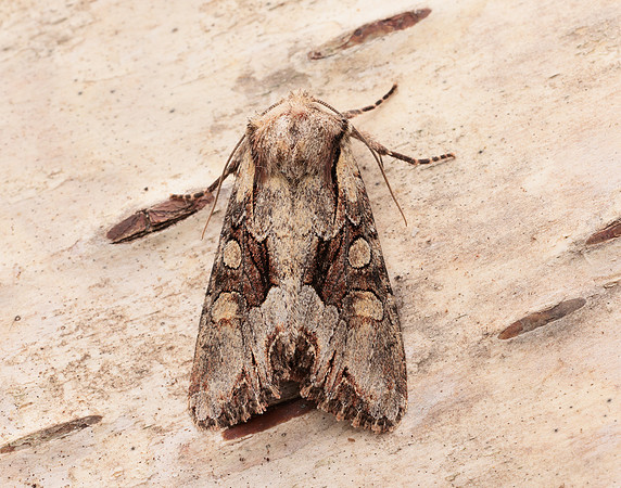 73.263 BF2157 Light Brocade Lacanobia w-latinum