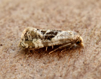 49.101 BF926 Phalonidia manniana