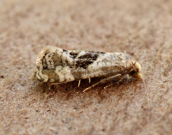 49.101 BF926 Phalonidia manniana