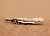 28.025 BF654 Pleurota bicostella
