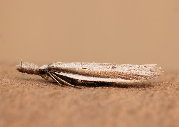 28.025 BF654 Pleurota bicostella