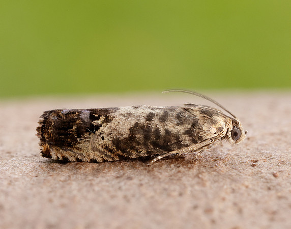 49.367 BF1236 Pammene fasciana