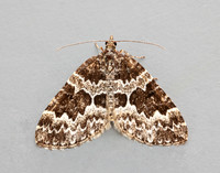 70.086 BF1773 Broken-barred Carpet Electrophaes corylata