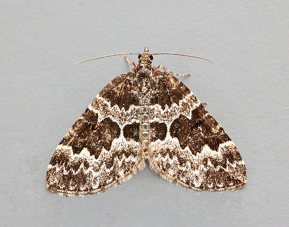 70.086 BF1773 Broken-barred Carpet Electrophaes corylata